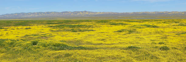 Wildflowers - Carrizo Plain National Monument California Goldfields blooming in abundance at the Carrizo Plain National Monument. California Goldfields are a member of the Daisy family native to western United States. The Carrizo Plain is a 50-mile stretch of native grassland in San Luis Obispo county (largest in the state) known for its wildflower displays. carrizo plain stock pictures, royalty-free photos & images