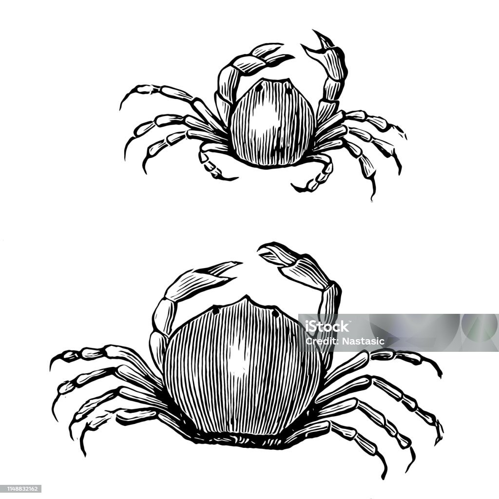 The pea crab, Pinnotheres pisum male and female Illustration of the pea crab, Pinnotheres pisum male and female Antique stock illustration