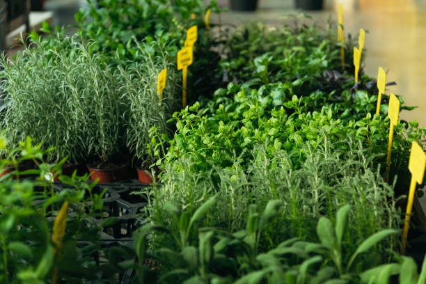 istock Herb plants in a pot. Home balcony garden 1148832305