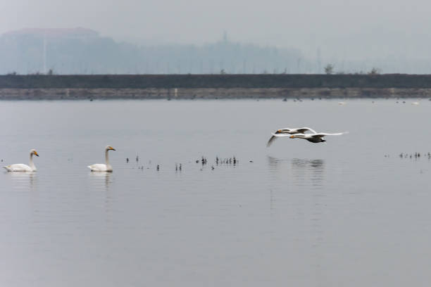 Swan flying in the air