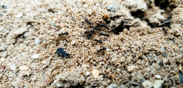 istock Anthill and ants in the close-up slow motion 1148832626