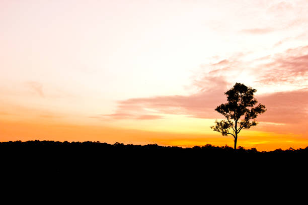 istock The silhouette of the tree before sunrise 1148832648