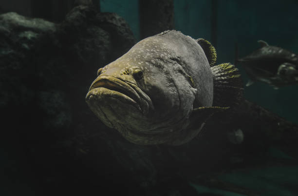 istock Giant grouper fish in the aquarium. 1148837122