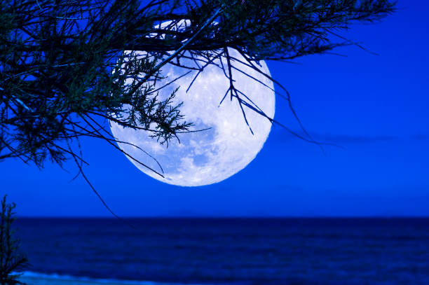istock Pine branch on the beach at night 1148838305