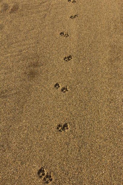 istock Footprint in the sand. 1148840194