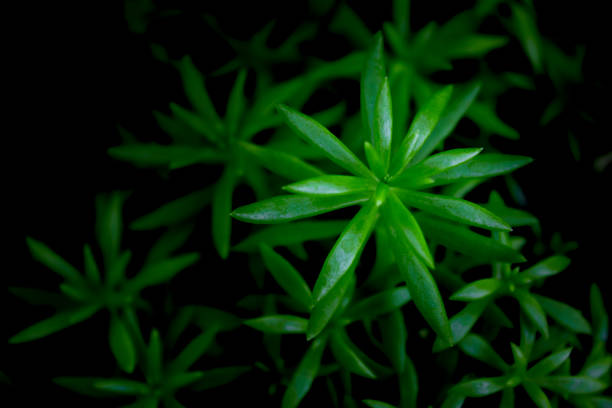 istock Green leaves background for wallpaper backdrop, Natural background, Green  leaf texture, nature dark green background 1148840198