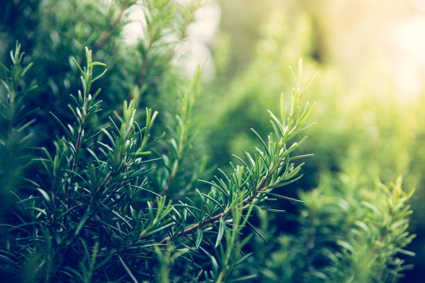istock Fresh rosemary in the own backyard, bokeh 1148840290