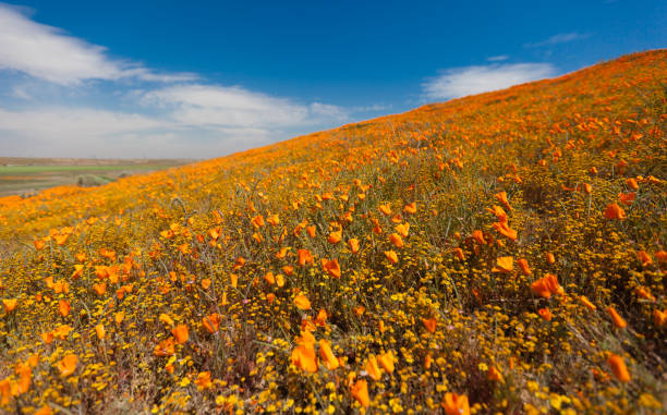 istock Antelope Valley California Poppy Reserve 1148841938