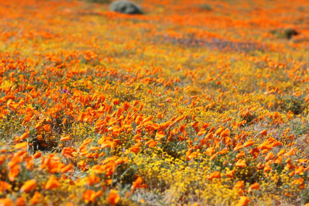 istock Antelope Valley California Poppy Reserve 1148842475