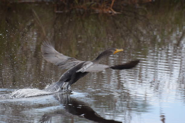 istock Flying Cormorant in Chincoteague 1148842611