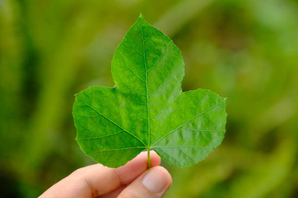 istock Beautiful leaves in hand 1148843754