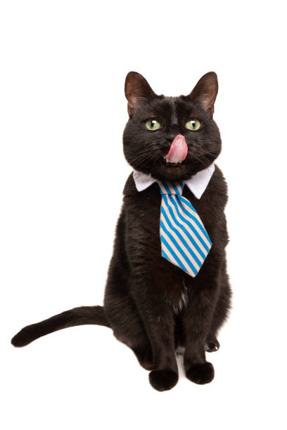 istock Hungry For Business Cat 1148843792