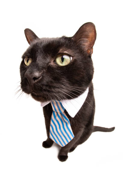 istock Funny Cat in Business Tie 1148843813