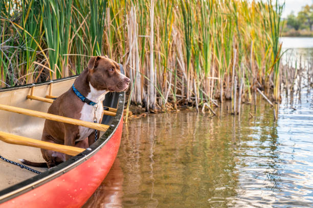 istock pit bull dog in canoe on a lake shore 1148843921