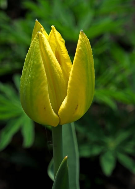 istock just started to bloom yellow Tulip, macro, narrow focus area 1148843929