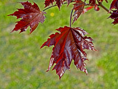 tree with the Latin name Acer platanoides 'Crimson Sentry' grows in Chelyabinsk in the Park