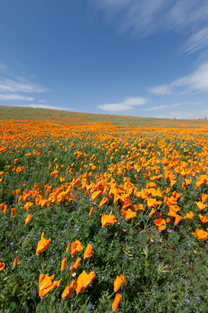 istock Antelope Valley California Poppy Reserve 1148844507