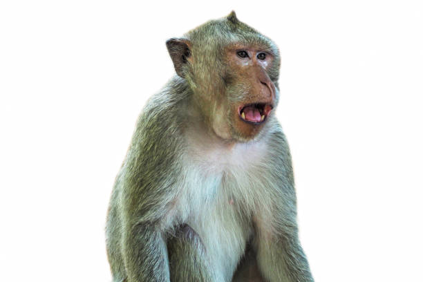 Monkey Crab-eating Macaque isolated on white background - Image Monkey Crab-eating Macaque isolate on white background mandrill photos stock pictures, royalty-free photos & images