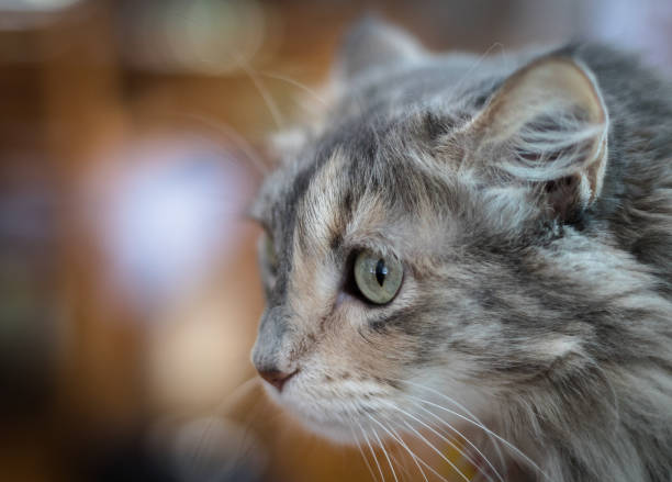 istock Pilar the fluffy cat on floor camera  right  room for add copy on left 1148848210