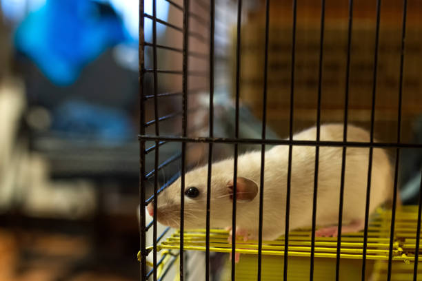 istock home rat in a cage on a blurred background 1148848374