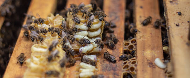 istock Larva Honey Bee and bees in Bee hive. 1148848385