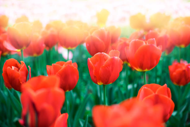 istock Red tulips close up at spring field. 1148848439