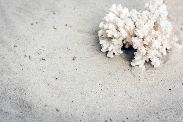 White coral on the sand, summer beach background travel concept with copy space for text