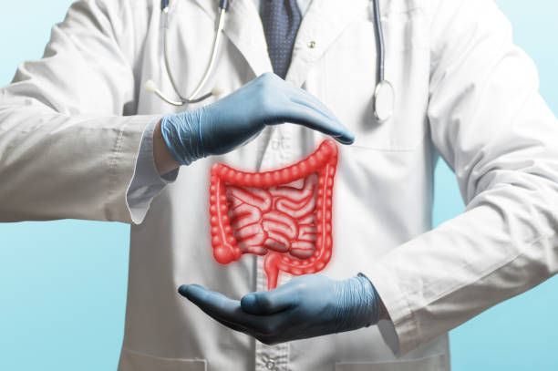 Concept of healthy bowel. Image of a doctor in a white coat and bowel above his hands. Concept of healthy bowel. human intestine photos stock pictures, royalty-free photos & images