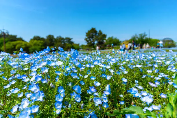 Bloom nemophila or baby blue eyes flower carpet field at park, Fukuoka, Kyushu, Japan