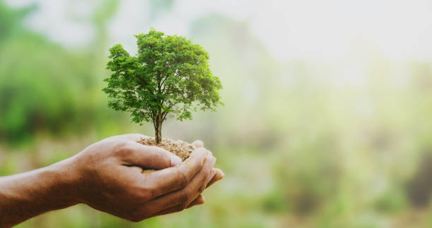istock hand holdig big tree growing on green background with sunshine 1148853339