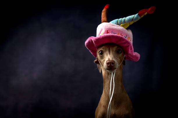 小さなイタリアのグレイハウンド犬の肖像。ハッピーバースデーハット - italian greyhound ストックフォトと画像