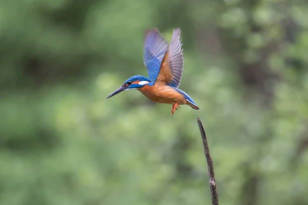 common kingfisher bird-alcedo atthis - animals hunting kingfisher animal bird stock-fotos und bilder