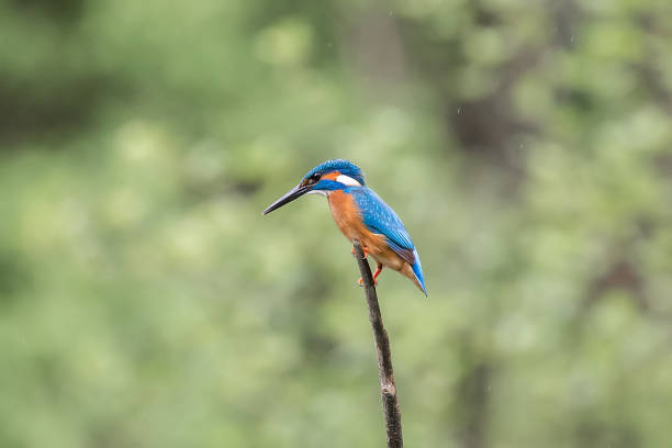 istock Common kingfisher bird - Alcedo atthis 1148854259