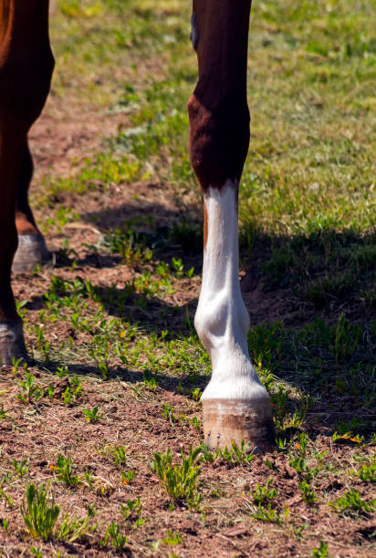istock Horse Feet close up. 1148855360