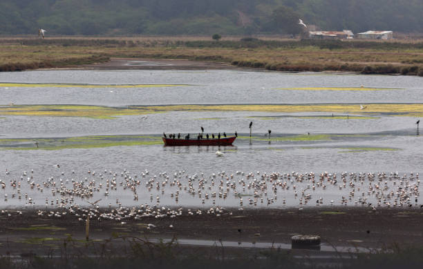 This image show a red boat surrounded by diversity of birds over waters of different colorsThe wetland of caleta Lenga is visited by more than 15 types of birds, it is very close to the sea and you can enjoy a landscape with abundant flora and faunasThe Lenga estuary, habitat of wild birds, among which black-necked swans, coscorova swans, cormorants, taguas and pelicans stand out, those that come to nest and procreateThe Caleta Lenga is a Chilean tourist beach, located on the coastal edge south of the Bay of San Vicente, in the Province of Concepción, Biobio Region