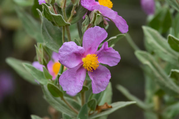 istock Grey Leaved Rock Rose Flower in Bloom in Springtime 1148857407