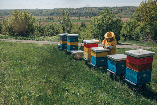 Beekeeping job