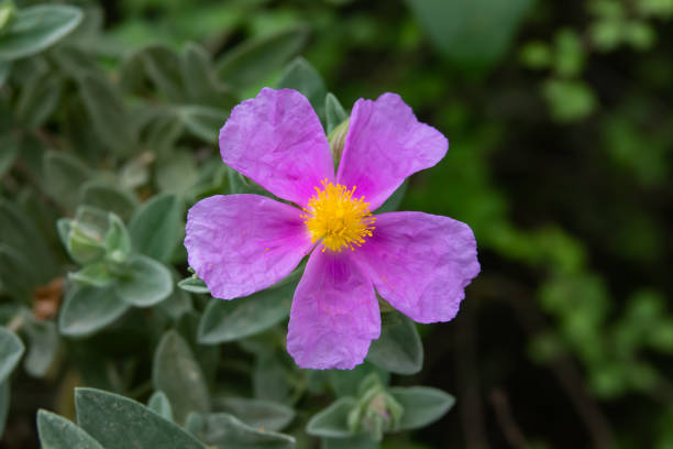 istock Grey Leaved Rock Rose Flower in Bloom in Springtime 1148858244