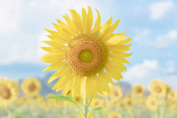 istock Sunflower and blurred Sunflower field in background 1148859316