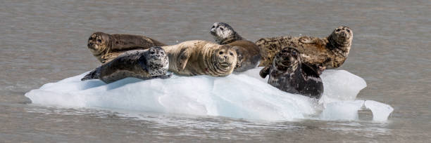 istock a group of harbor seals posing on a floating glacier ice in panorama view. 1148859498