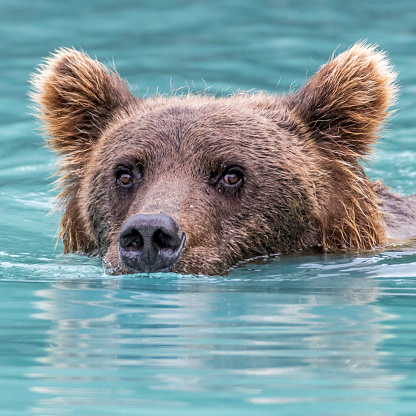 Alaskan brown bear swimming in the glacier water, in a square image, with reflections of face in green water