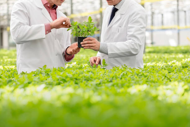 istock Midsection of male botanists discussing over seedling while standing in plant nursery 1148861057