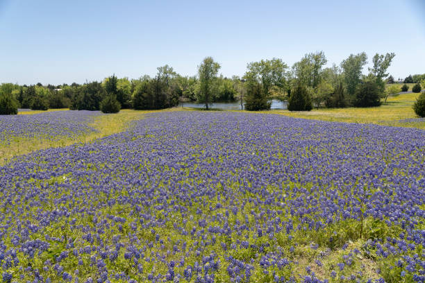 istock Field of Bluebonnets 1148861794