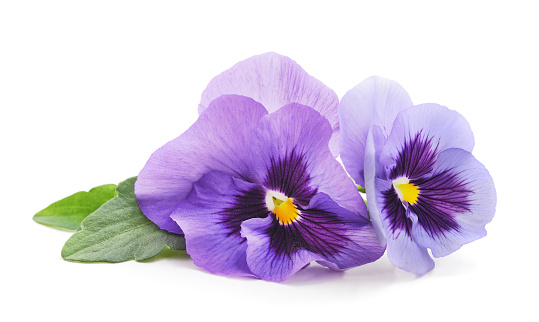 Two purple violets isolated on a white background.
