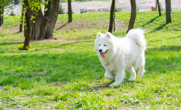 istock White dog breed Samoyed runs through the park on the grass 1148861947