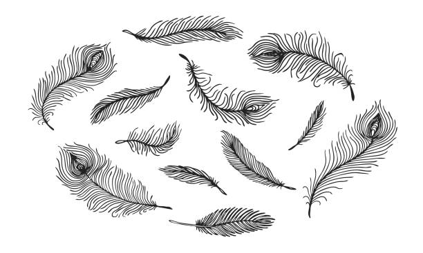 zestaw czarnych ręcznie rysowanych różnych pawich piór na białym tle. ilustracja wektorowa - silhouette feather vector white stock illustrations