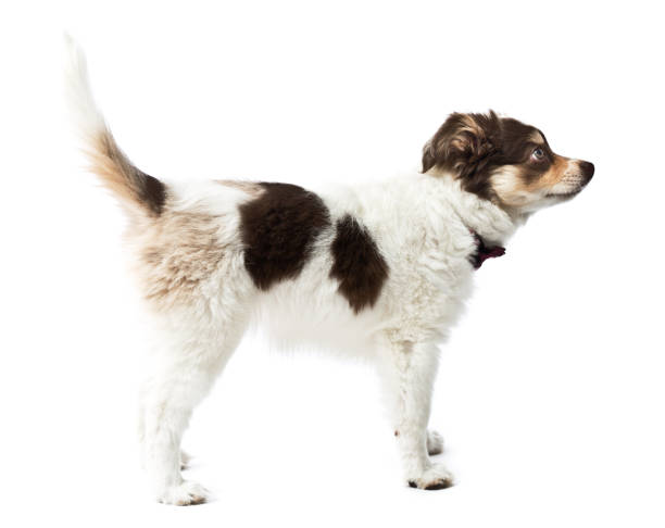 istock Australian Shepherd Dog Breed Puppy on White Background 1148862657
