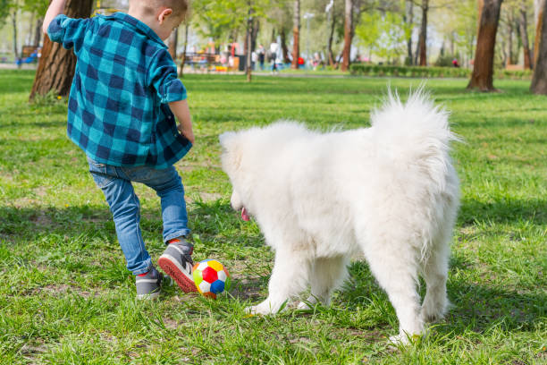istock A little boy with glasses plays with a white dog 1148862771