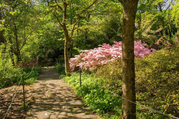 istock Italian Park with Azaleas 1148864881