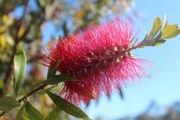 istock Crimson Callistemon Bottlebrush Flower in nature 1148865094